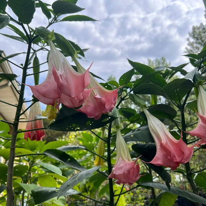 Pink Angel’s Trumpet shrub with hanging blooms