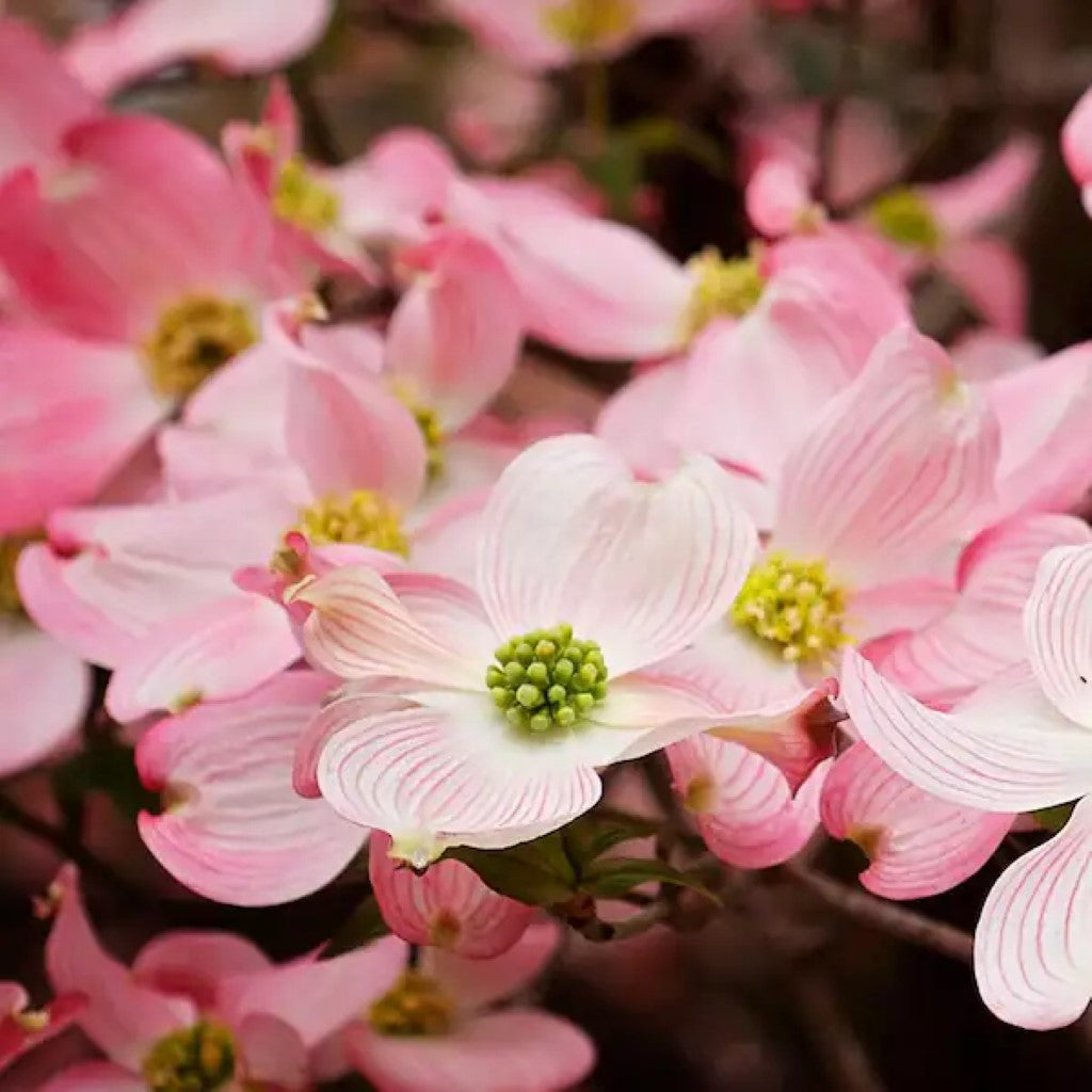 Pink Dogwood Tree, Gorgeous Rose Pink Flowers In Spring, Vibrant Red Berries, Green Leaves Turn Crimson In Fall.