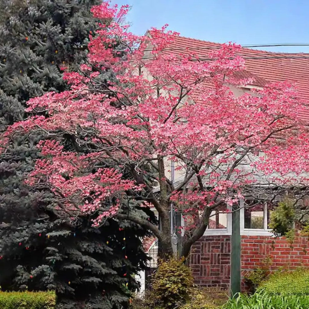Tree with pink blooms – Pink Flowering Dogwood