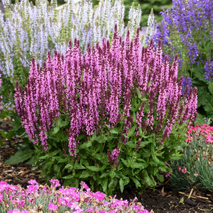 Salvia nemorosa &