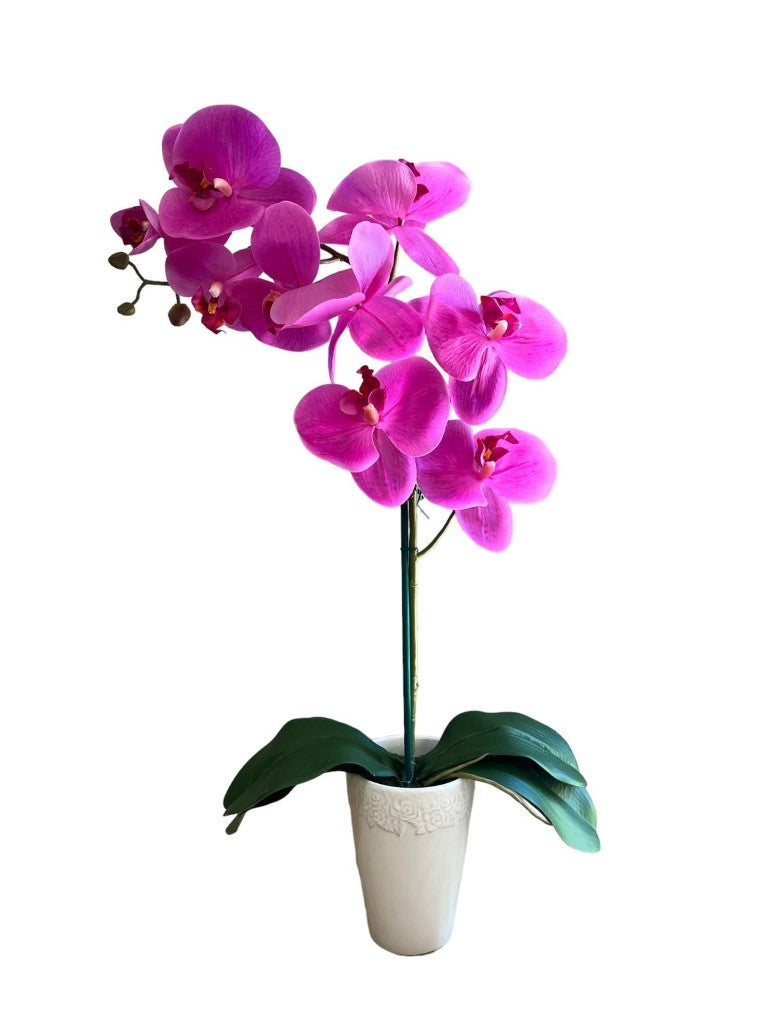 Stunning Orchids in White Conical Pot