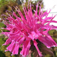 Monarda Sugar Buzz 'Electric Neon Pink' Beebalm - [EG]