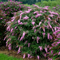 Li'l Llavender  Butterfly Bush