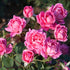 Close view of Double Pink Knock Out Rose blossoms