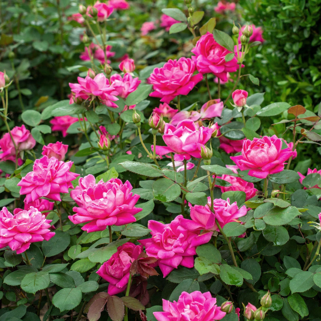 Pink Double Knockout Rose