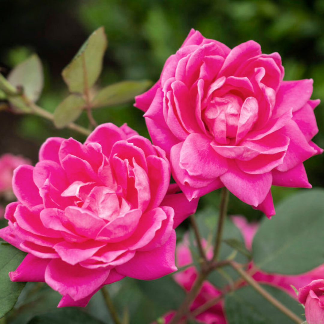 Pink Double Knockout Rose