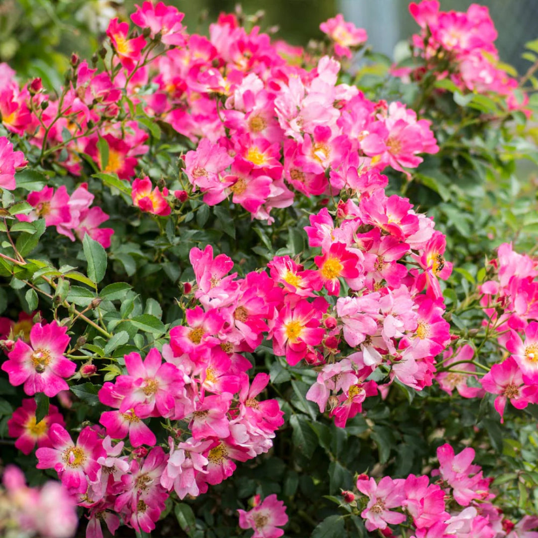 Landscape edging features dense Pink Drift Rose growth