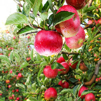 Grafted Pink Lady apple tree with strong trunk and green leaves