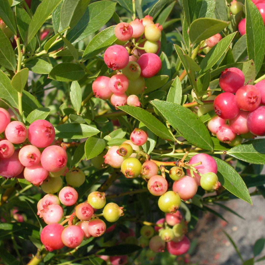 Ripe fruit harvest from Pink Lemonade Blueberry Plant