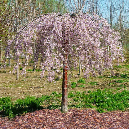 Weeping Pink Cherry Tree