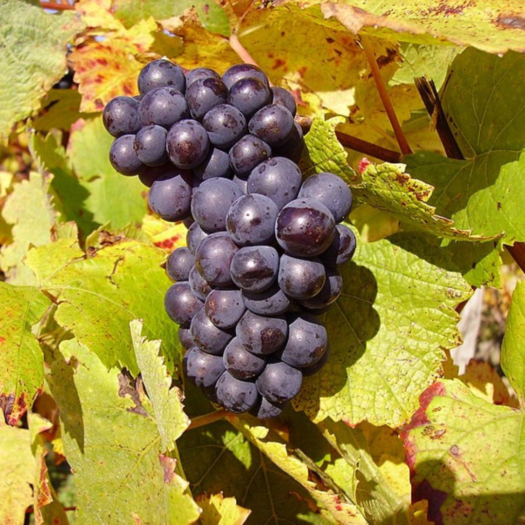 Pinot Noir Grape