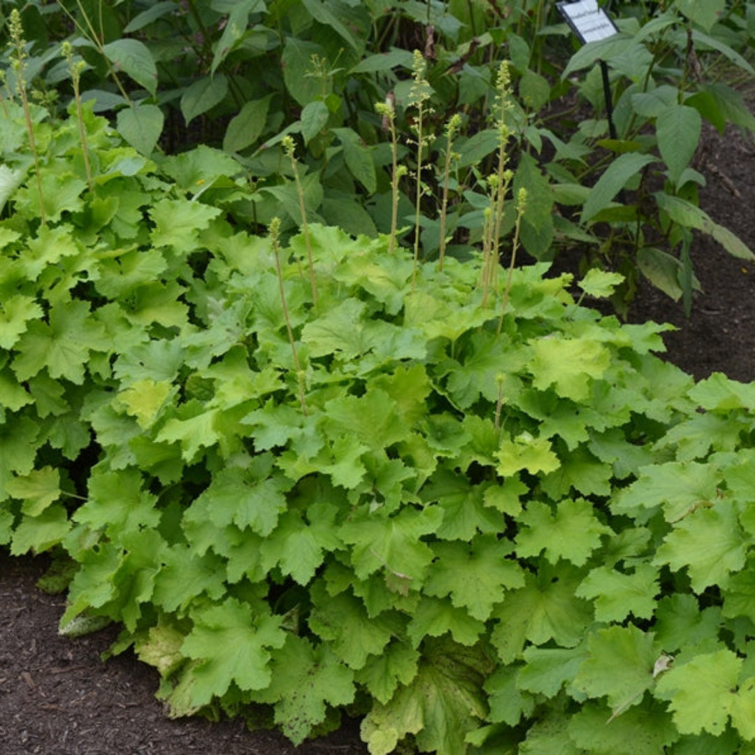 Heuchera X Villosa Pistache