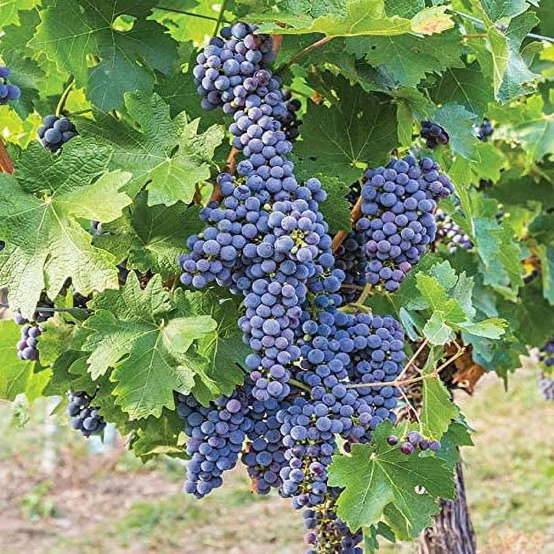 Mars Black Seedless Grape Vine