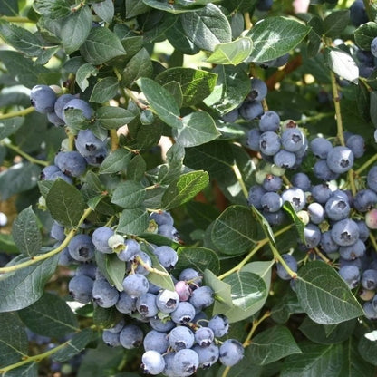 Alapaha rabbiteye blueberry bush young liner plant