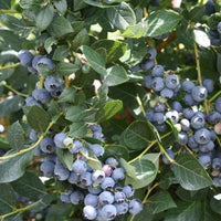 Alapaha rabbiteye blueberry bush young liner plant