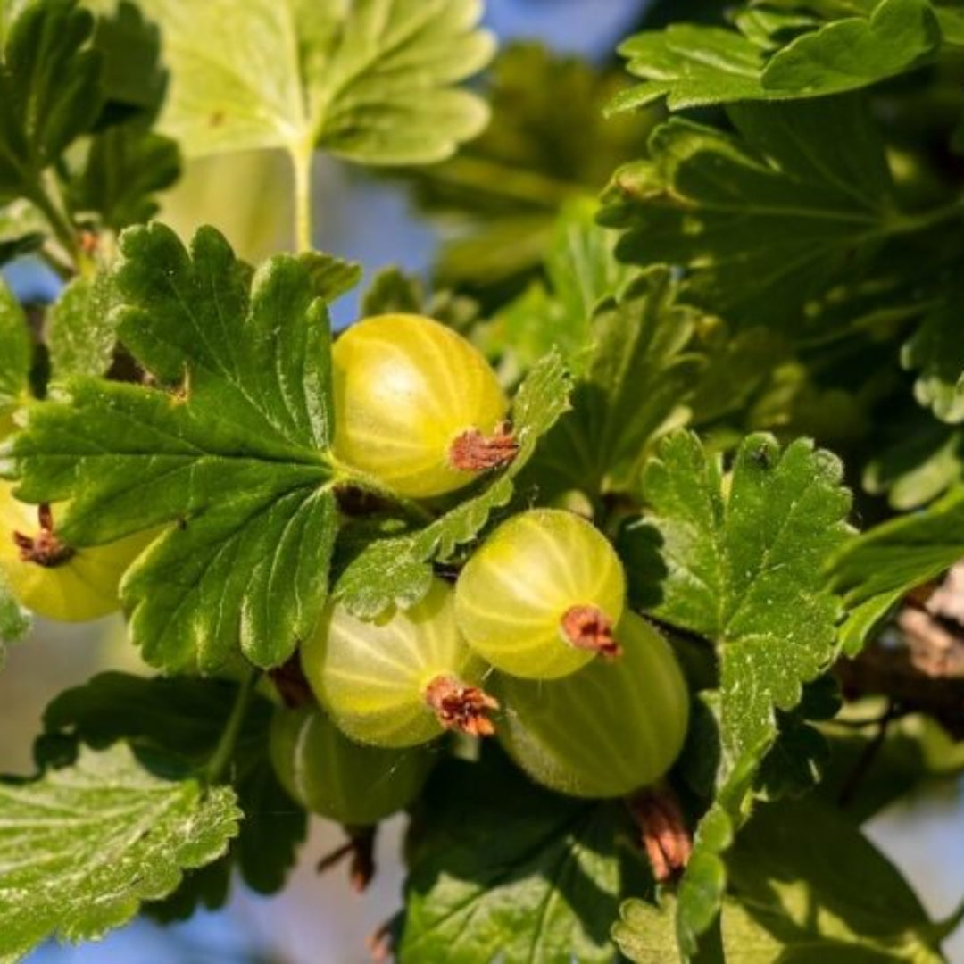 Pixwell Gooseberry Tree