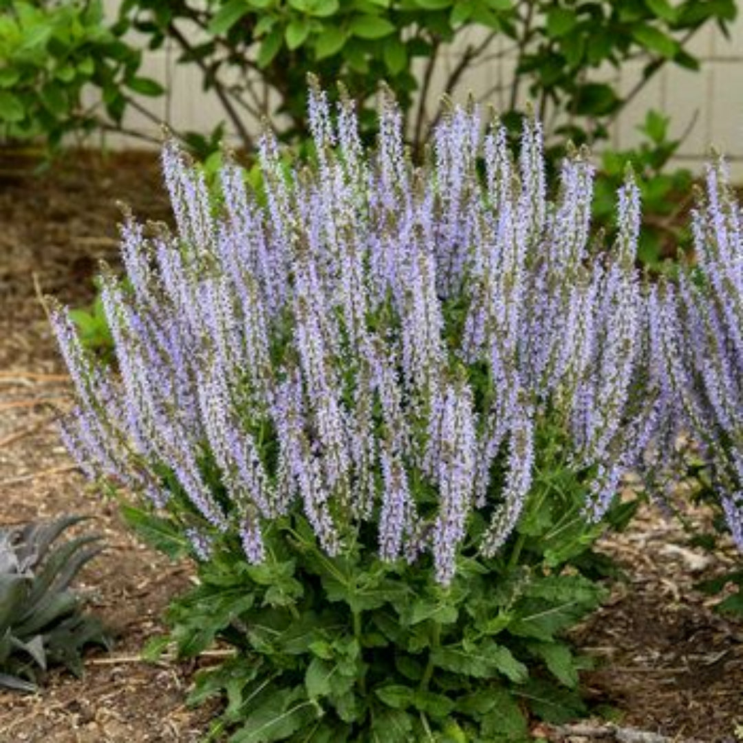 Salvia nemorosa &