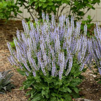 Salvia nemorosa 'Perfect Profusion' - [EG]
