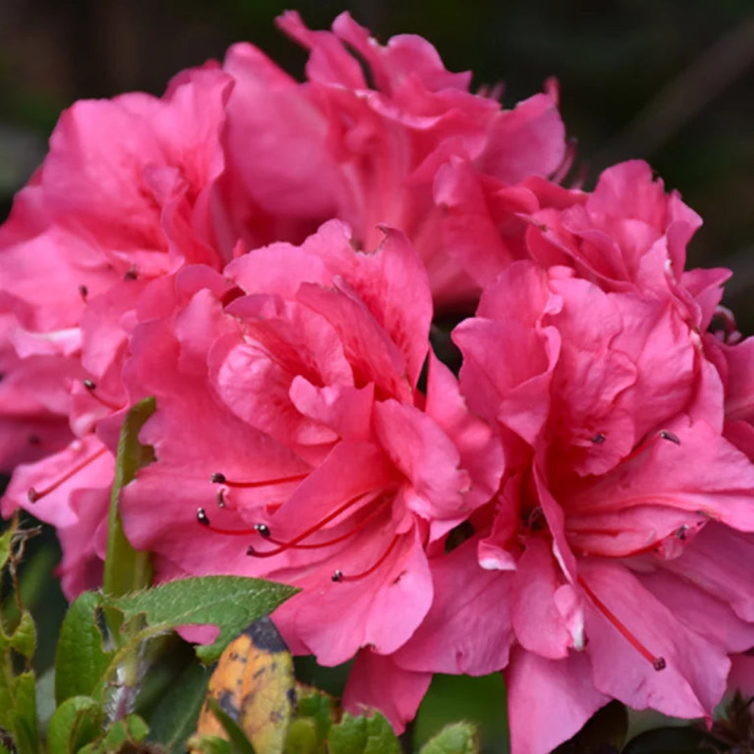 Encore Azalea Autumn Carnival,With Brilliant Medium Pink Blooms
