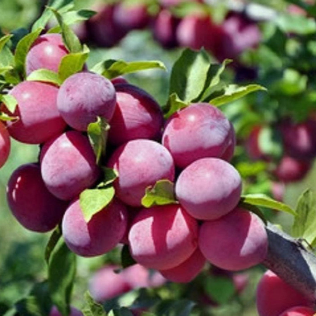 4 In 1 Plum Cocktail Tree| The Plum Cocktail Tree sounds like a fascinating hybrid plant that offers a diverse range of plum varieties all in one tree.