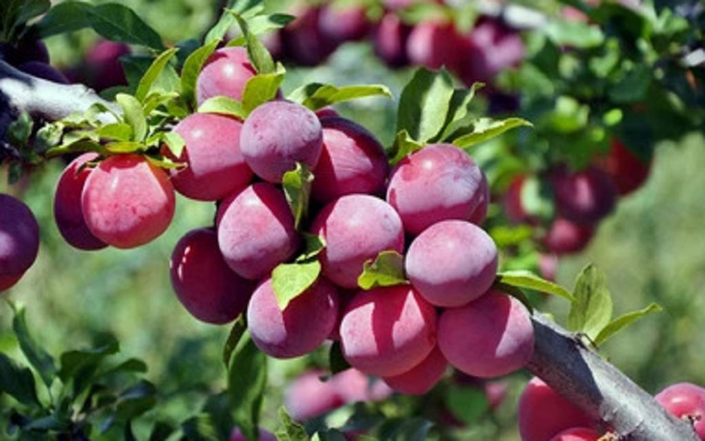 4 In 1 Plum Cocktail Tree| The Plum Cocktail Tree sounds like a fascinating hybrid plant that offers a diverse range of plum varieties all in one tree.