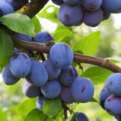 Blue Damson Plum Tree