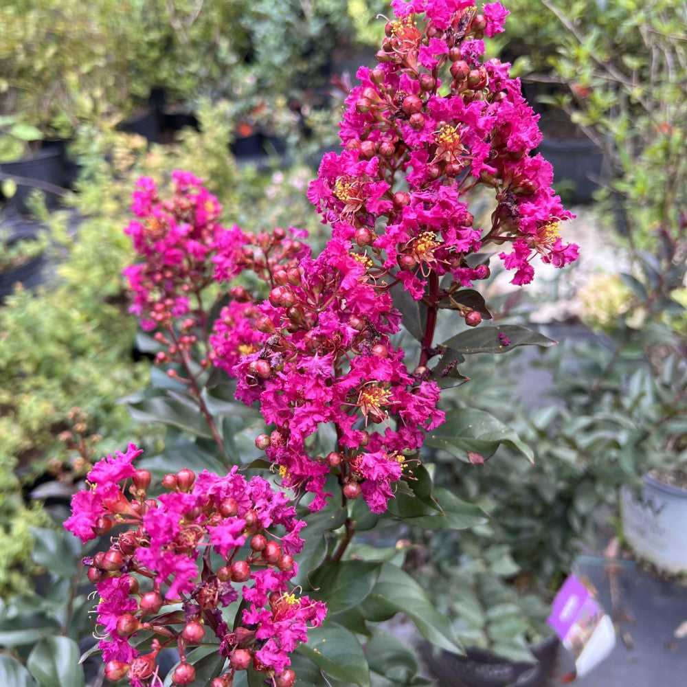 Buy Crape Myrtle Plum Magic Plants & Trees Online