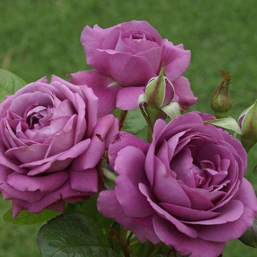 Rosa ‘KORvodacom’ Sunbelt® Plum Perfect Floribunda Rose