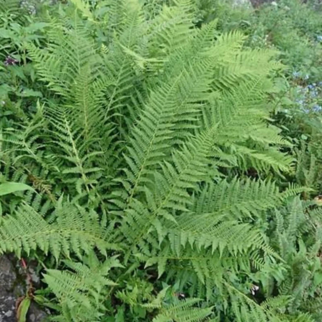 Dryopteris Ludoviciana Southern Shield Fern - [CG]