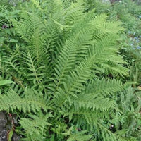Shield Fern Dryopteris crassirhizoma foliage