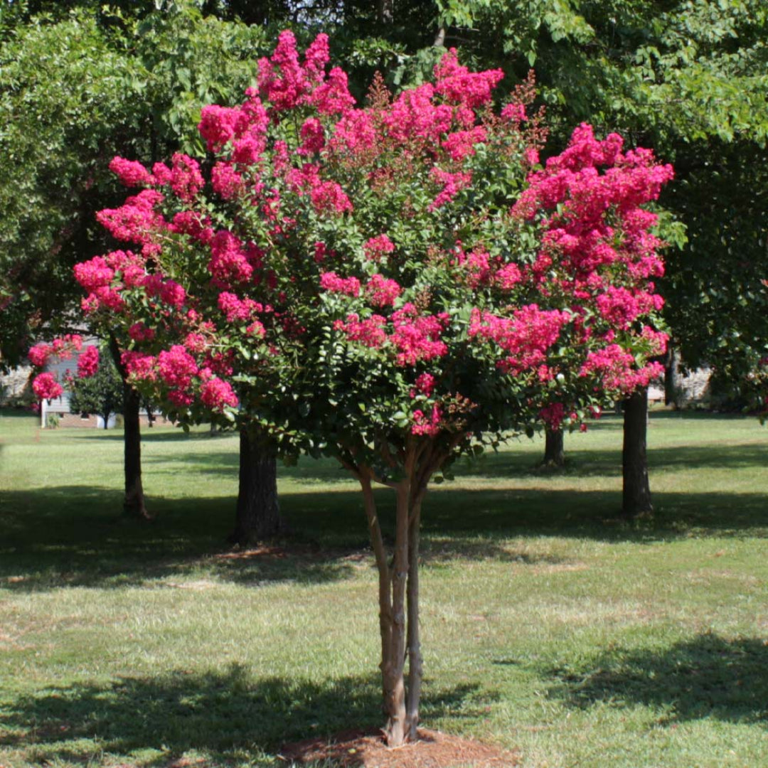 Compact Pink Velour Crape Myrtle tree with colorful blooms