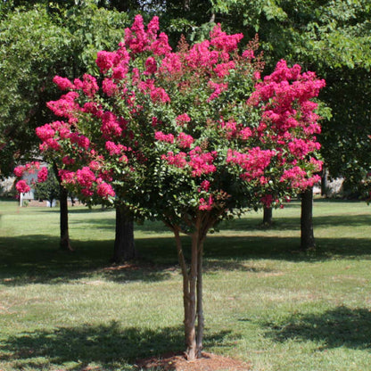 Compact Pink Velour Crape Myrtle tree with colorful blooms