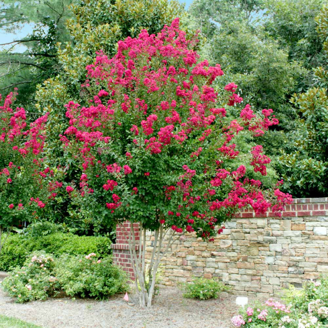 Pink Velour Crape Myrtle shrub for gardens and borders