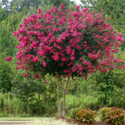 Pink Velour Crape Myrtle