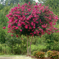 Pink Crape Myrtle tree close view of flower clusters