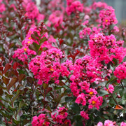 Pink Velour Crape Myrtle