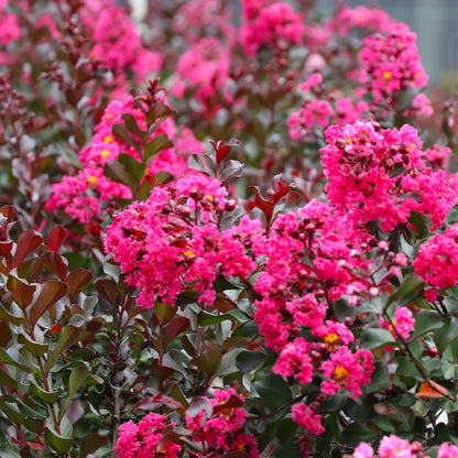 Pink Velour Crape Myrtle