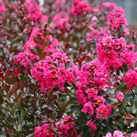 Pink Crape Myrtle tree in garden landscape setting