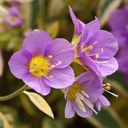 Polemonium boreale &