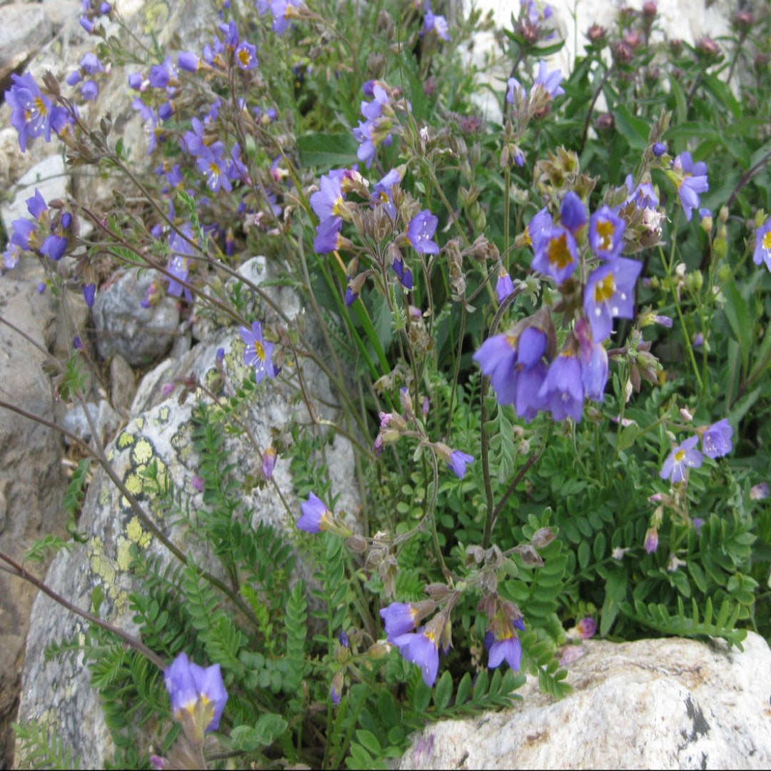 Polemonium boreale &