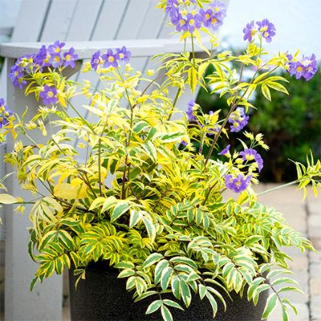 Polemonium boreale &