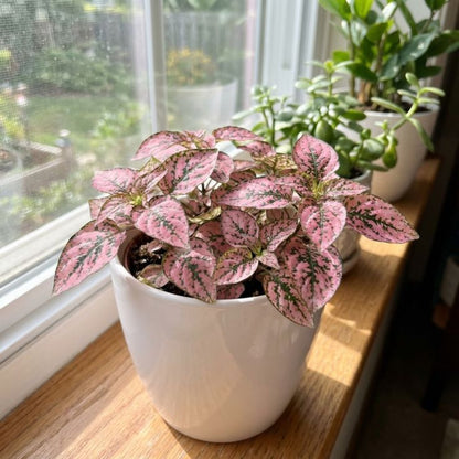 Polka Dot Plant Indoor