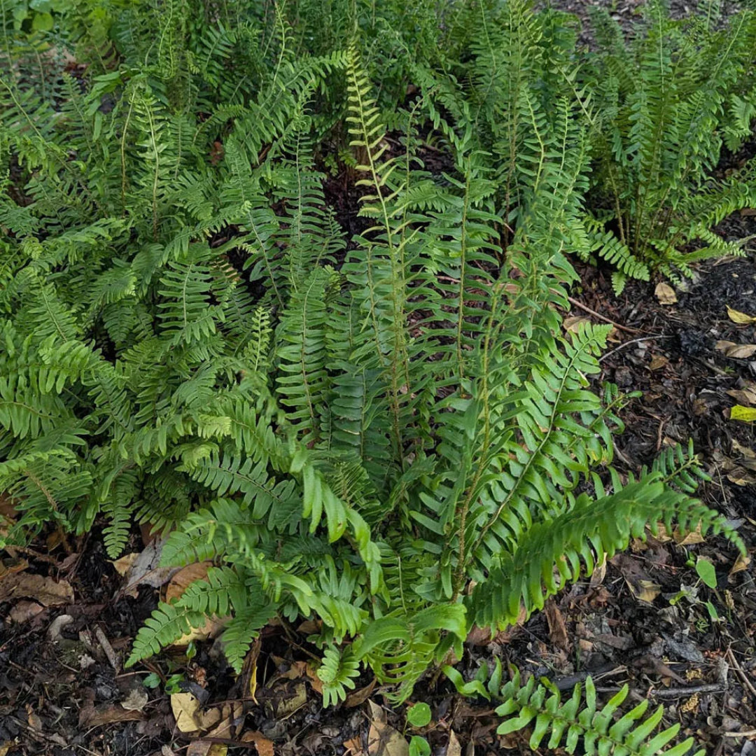 Polystichum Acrostichoides Christmas Fern - [CG]