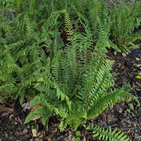 Polystichum acrostichoides Christmas Fern foliage