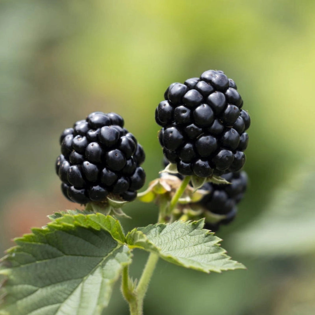 Ponca Thornless Blackberry bush showing healthy leaves and thornless canes