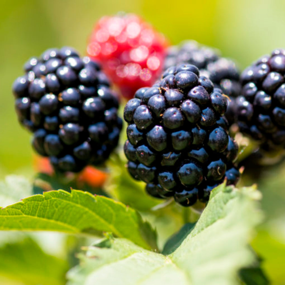 Ponca Thornless Blackberry