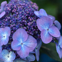 Close-up of Pop Star Hydrangea flowers showcasing rich blue and purple tones