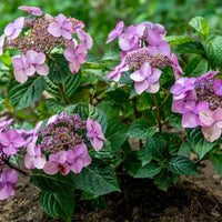 Pop Star Hydrangea plant with bright blue blooms and green foliage at Pixies Gardens