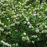 Popcorn Viburnum Shrub with Compact White Flowers in Early Bloom