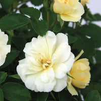 Garden border filled with blooming Popcorn Drift Rose plants